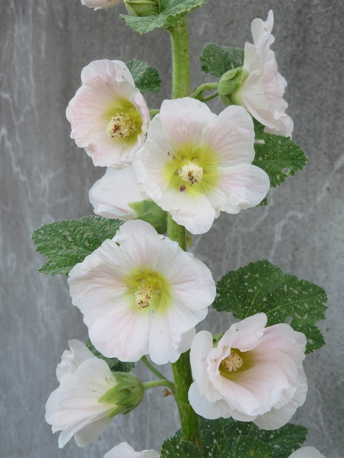 White Hollyhock flowers on a stem