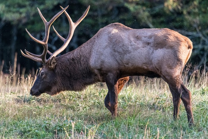 Bull Elk with large antlers in a field