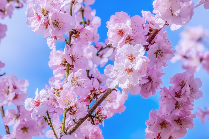 4K Pink Cherry Blossoms on Branches