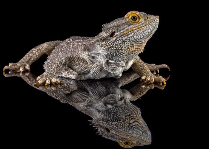 Bearded Dragon Lizard Reflection Black Background