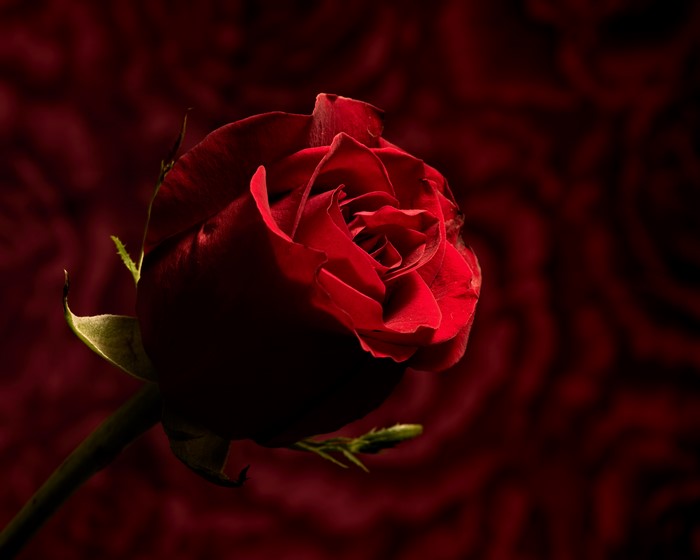 Red Rose Closeup Bokeh