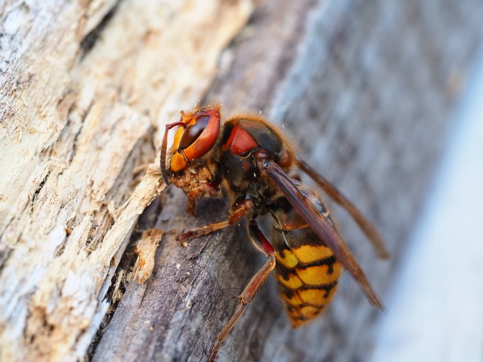 Macro shot of a hornet on wood