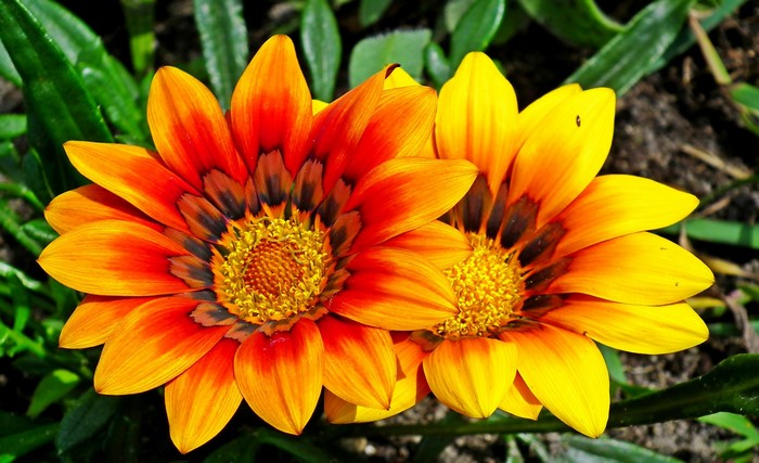 Two Gazania flowers with orange and yellow petals
