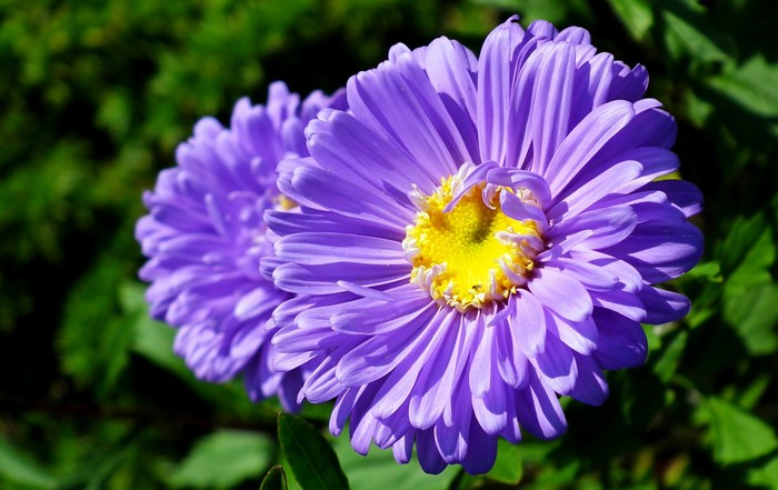 Close-up of two purple asters with yellow centers