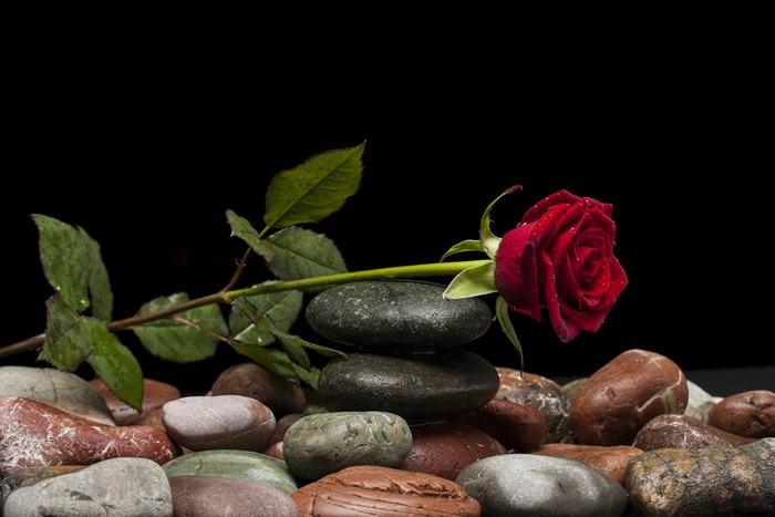 Red rose with water drops on stones