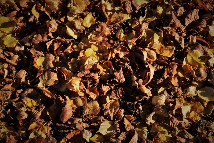 4K Autumn Foliage Dry Leaves