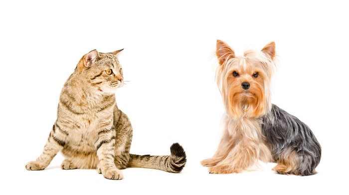 Cat and Yorkshire Terrier on White Background