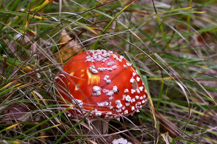 Amanita mushroom in grass
