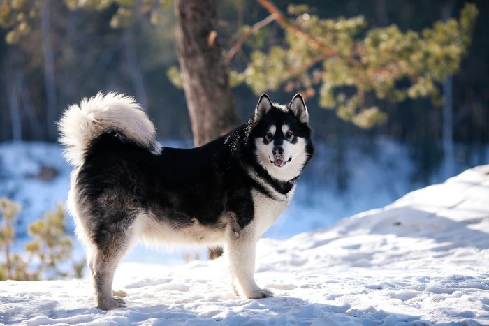 Alaskan Malamute dog standing in the snow