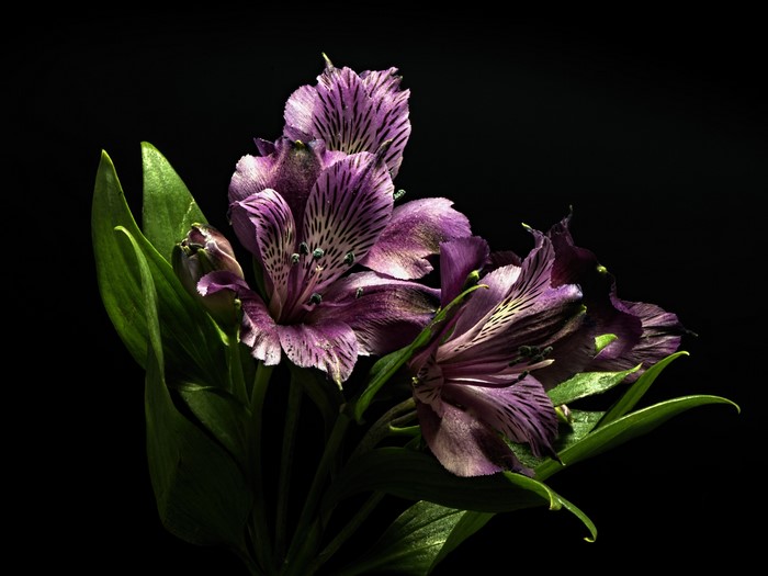 Purple Alstroemeria flowers with green leaves on black background