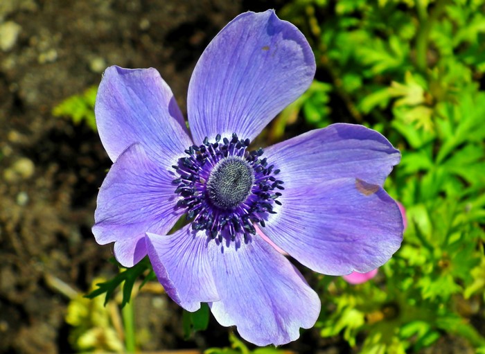 Purple Anemone Flower with Dark Center