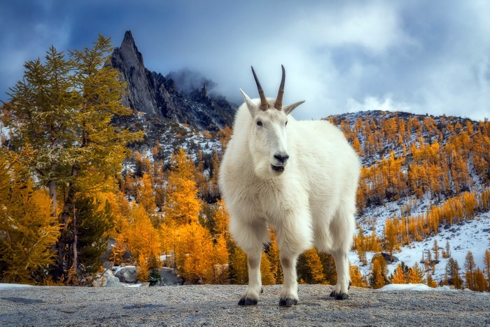 Mountain goat in autumn mountain landscape