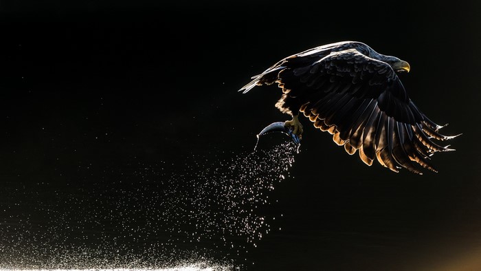 Bald Eagle in Flight Catching Fish