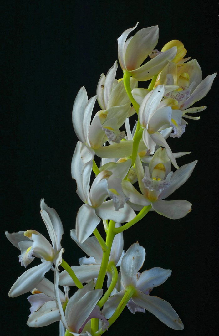 White orchids on a black background