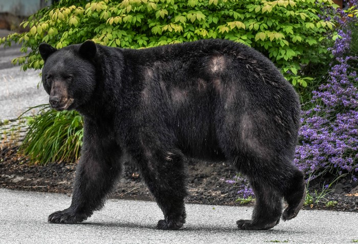Black bear walking on a paved surface