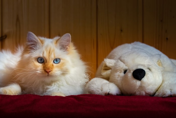 Flame point Siamese cat with blue eyes next to a teddy bear