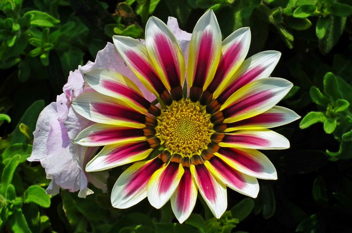 Gazania flower with pink and yellow stripes