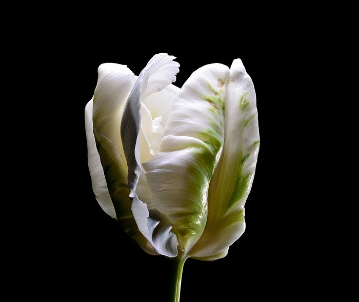 White parrot tulip with green streaks on black background