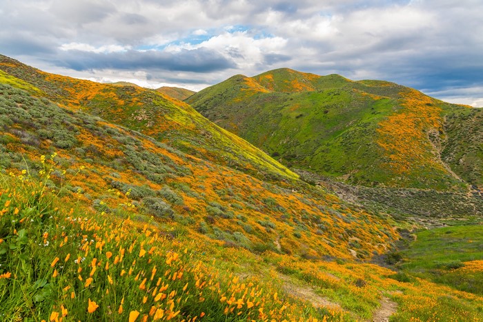 Walker Canyon California Poppies and Green Hills