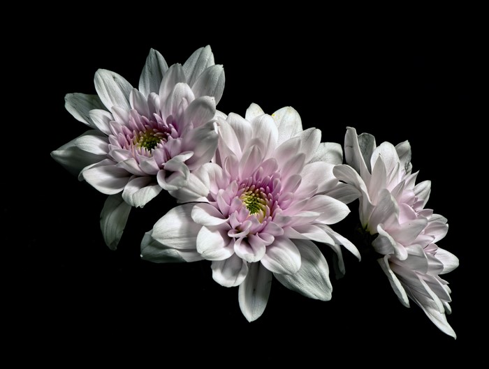 Three white chrysanthemums on black background
