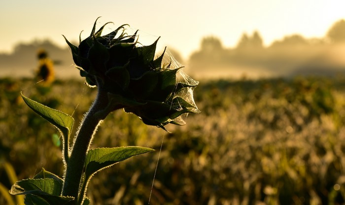 Sunflower bud with spider web at sunrise