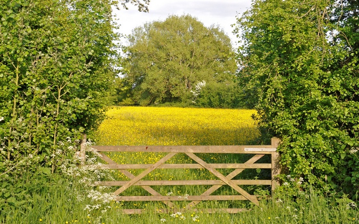 Wooden gate in front of a yellow flower field
