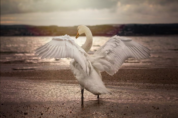 White swan with wings spread on a beach