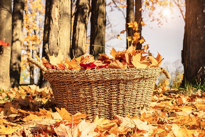 Autumn leaves in a wicker basket