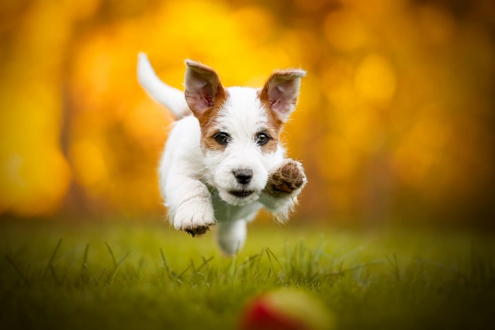 Jack Russell Terrier puppy running in grass