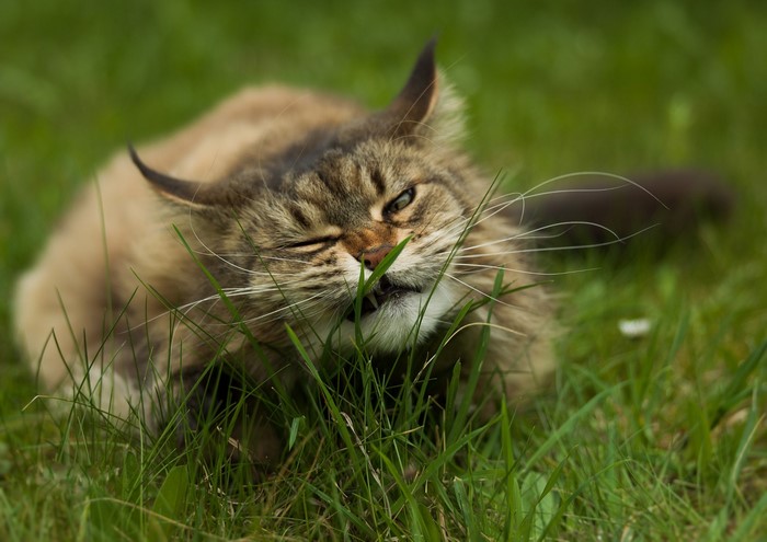 Cat eating grass and winking