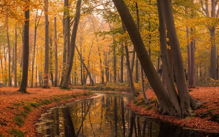 Autumn forest with a stream in the Netherlands