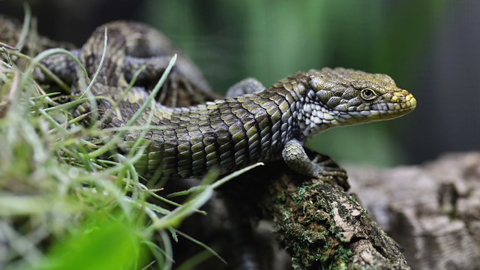 Close-up of a spiny lizard on a branch