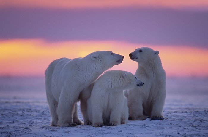 Three polar bears in snow at sunset