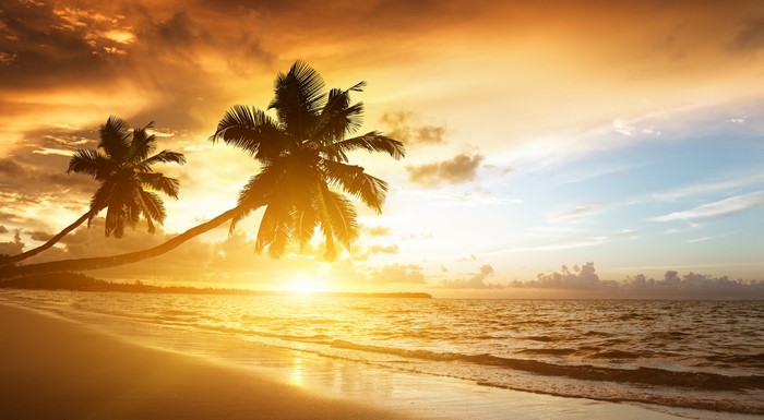 Palm trees on a beach at sunset