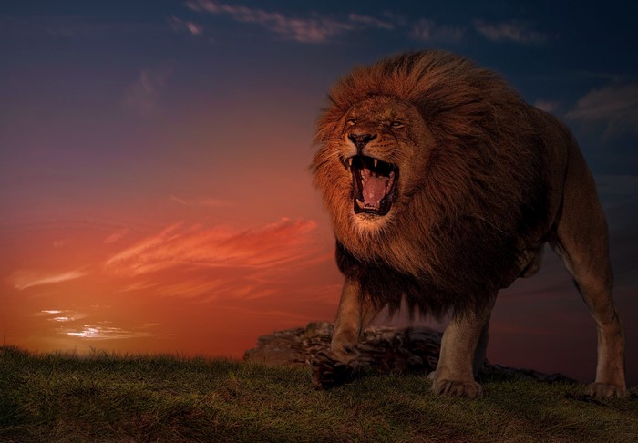 Lion roaring at sunset
