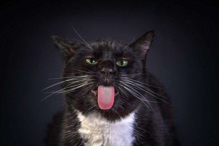 Funny Black Cat Sticking Out Tongue