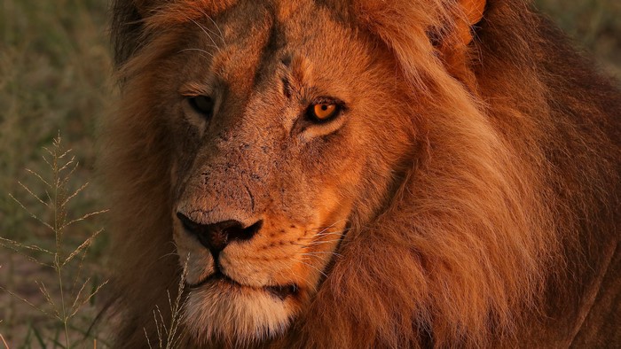 4K Lion Closeup