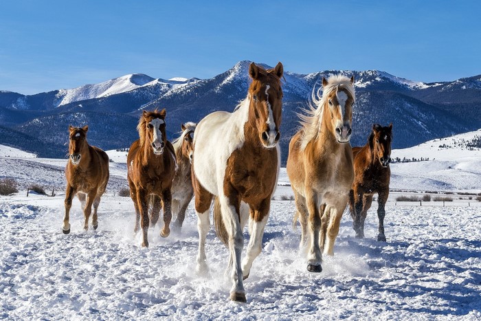 Horses running in the snow with mountains in the background