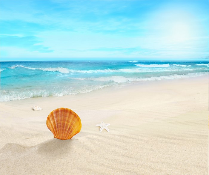 4K Beach with Seashells and Starfish