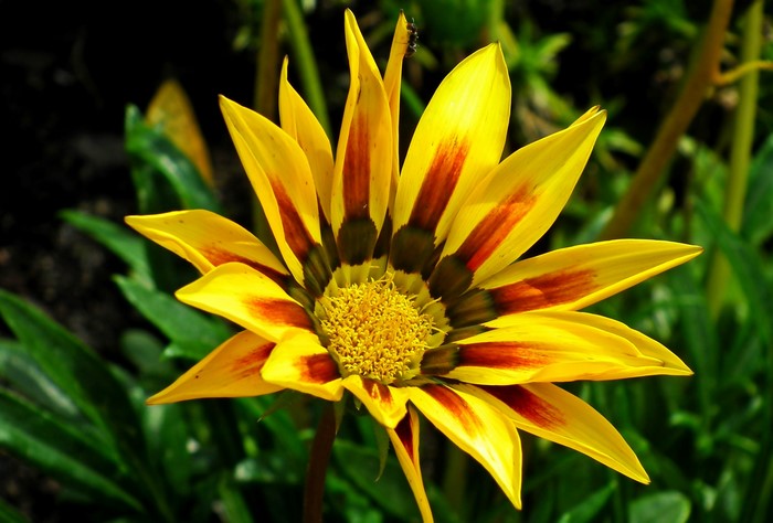 Yellow Gazania flower with red stripes