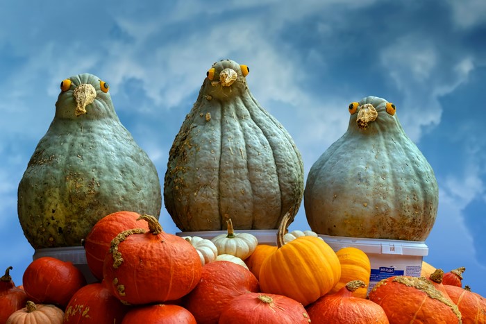 Three pumpkins shaped like birds with other pumpkins