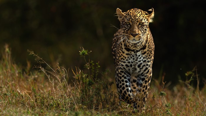 Leopard walking in tall grass with bokeh background