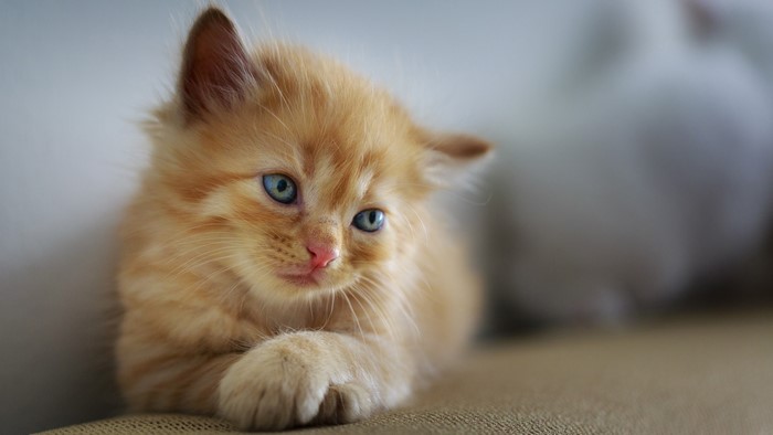 Ginger kitten with blue eyes looking to the side