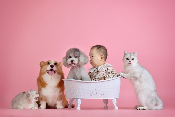 Baby with Corgi, Poodle, and Cats in Bathtub