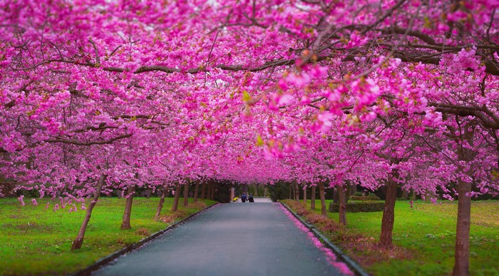 Avenue of cherry blossom trees in full bloom