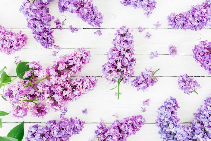 Lilac flowers on white wood planks