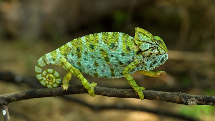 Chameleon on a branch
