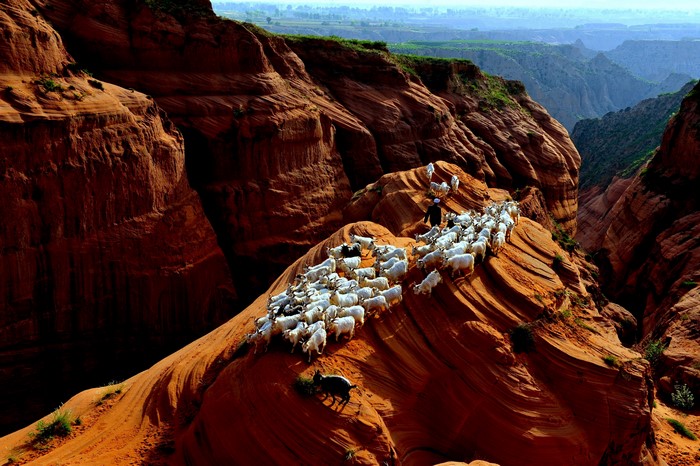 4K Herd of Goats on Red Rock Crag