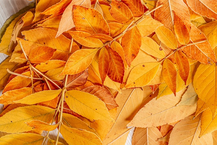 Autumn Leaves on Branches