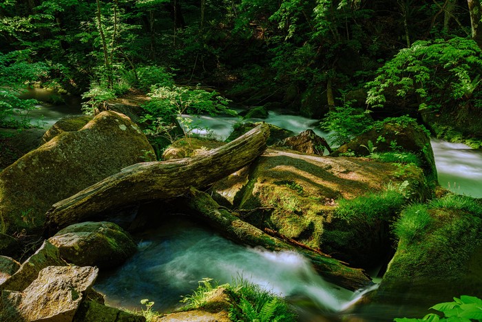 Mossy rocks and fallen log in a forest stream